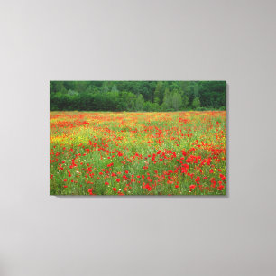 Lienzo Europa, Italia, Toscana, amapolas rojas en campo.
