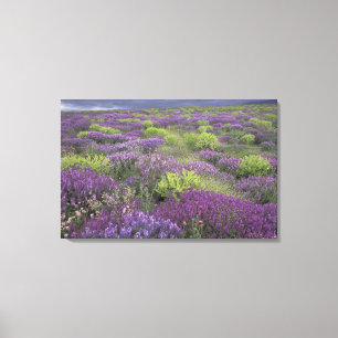 Lienzo Europa, Turquía, Cappadocia. Paisaje rural 3