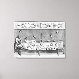 Lienzo Experimento sobre ranas