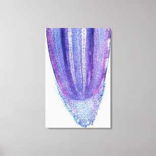 Lienzo Extremidad de la raíz de la planta de maíz