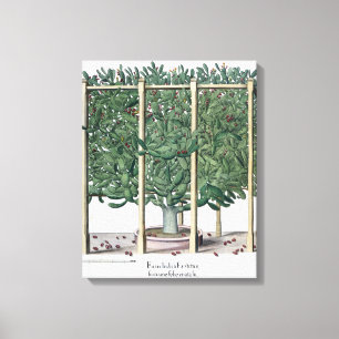 Lienzo Eystettensis indica del Ficus, del 'Hortus Eystet