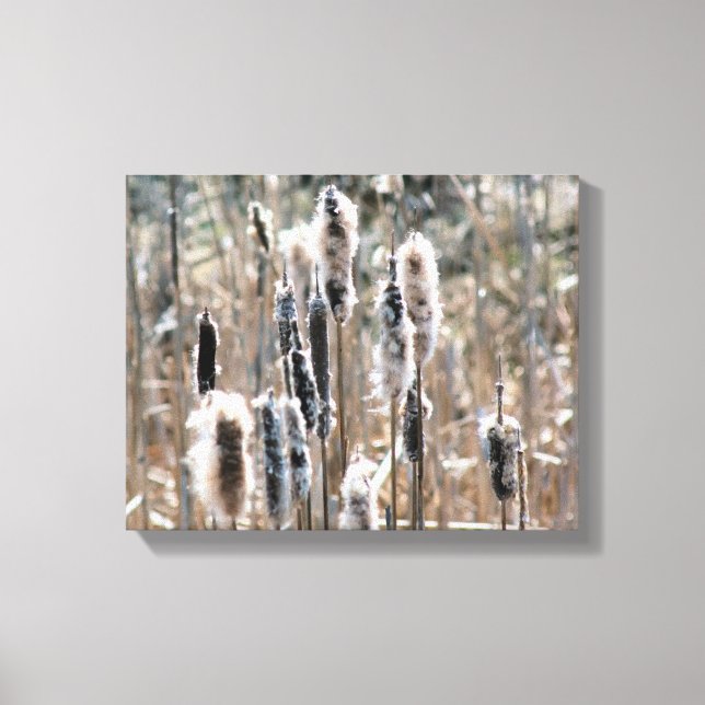 Lienzo Faded Fluffy Cattails En La Naturaleza De Primaver (Anverso)