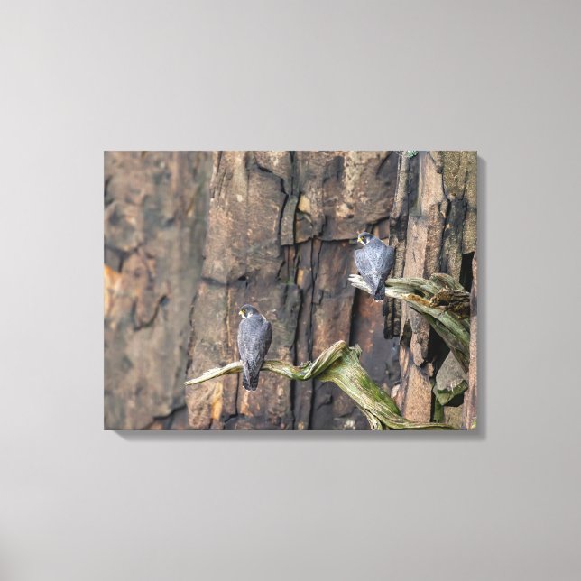 Lienzo Falcones Peregrinos Sobre Las Rocas (Anverso)