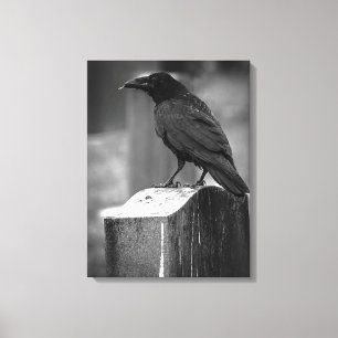 Lienzo Falln Encontró Una Pluma