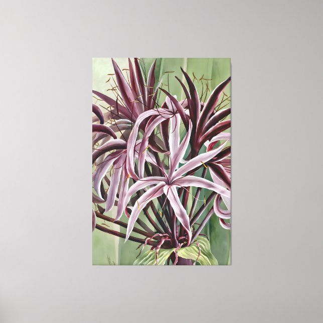 Lienzo Familia Crinum Asiaticum L (Anverso)