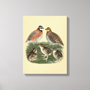 Lienzo Familia de codornices Bobwhite