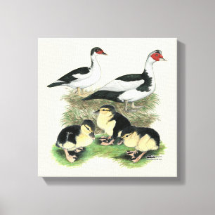 Lienzo Familia de patos Muscovy de patas negras