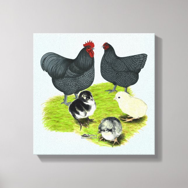 Lienzo Familia de pollos Orpington Blue (Anverso)
