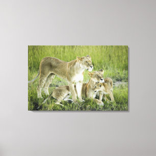 Lienzo Familia del león en Kenia, África