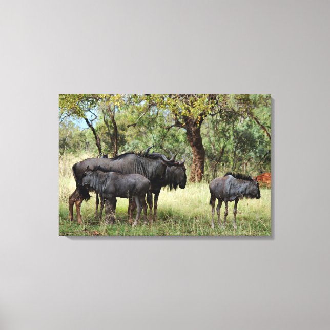 Lienzo Familia Wildebeest en Sudáfrica (Anverso)