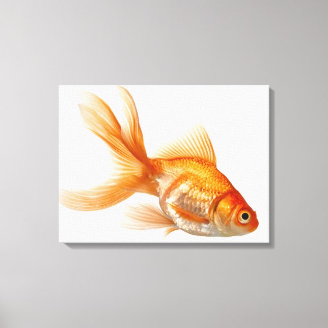 Lienzo Fancy Goldfish (Anverso)