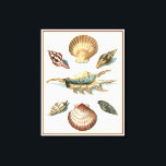 Lienzo Fancy Shell Beach<br><div class="desc">George Wolfgang Knorr es conocido por el delicado detalle y la precisión de sus ilustraciones de conchas y pez estrella. Sus dibujos estaban influidos por su propio interés en la ciencia,  un tema popular de su época.</div>