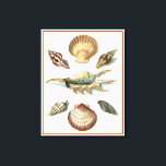 Lienzo Fancy Shell Beach<br><div class="desc">George Wolfgang Knorr es conocido por el delicado detalle y la precisión de sus ilustraciones de conchas y pez estrella. Sus dibujos estaban influidos por su propio interés en la ciencia,  un tema popular de su época.</div>