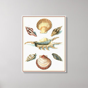 Lienzo Fancy Shell Beach