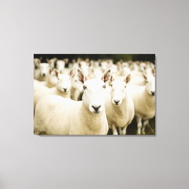 Lienzo Farms | Herd of Sheep (Anverso)