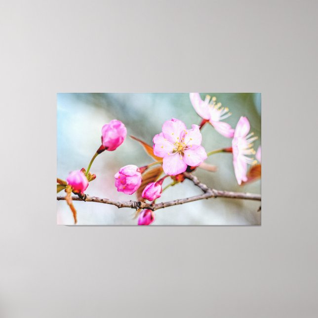 Lienzo Fascinación De Flores De Sakura En Jardín De Prima (Anverso)