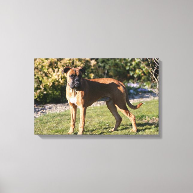 Lienzo Fawn Boxer Dog Standing (Anverso)