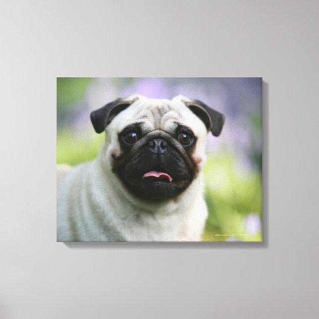 Lienzo Fawn Pug en alerta (Anverso)
