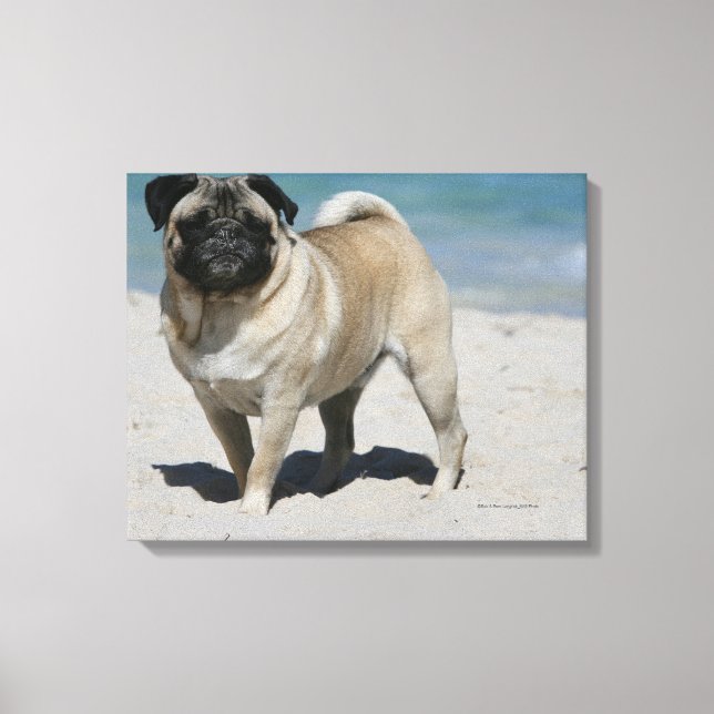 Lienzo Fawn Pug en la playa (Anverso)