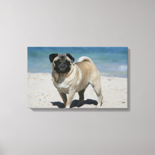 Lienzo Fawn Pug en la playa