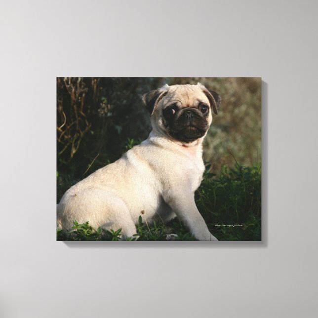 Lienzo Fawn Pug Puppy Sitting (Anverso)