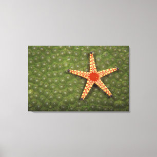 Lienzo Filones de la limpieza de la estrella de mar