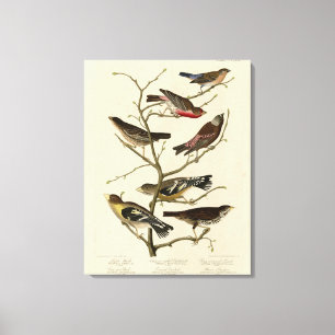 Lienzo Finch, Bunting, Grosbeak, Audubon Birds of America