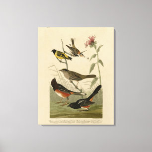 Lienzo Finch, Towhee, Sparrow, los pájaros de América de
