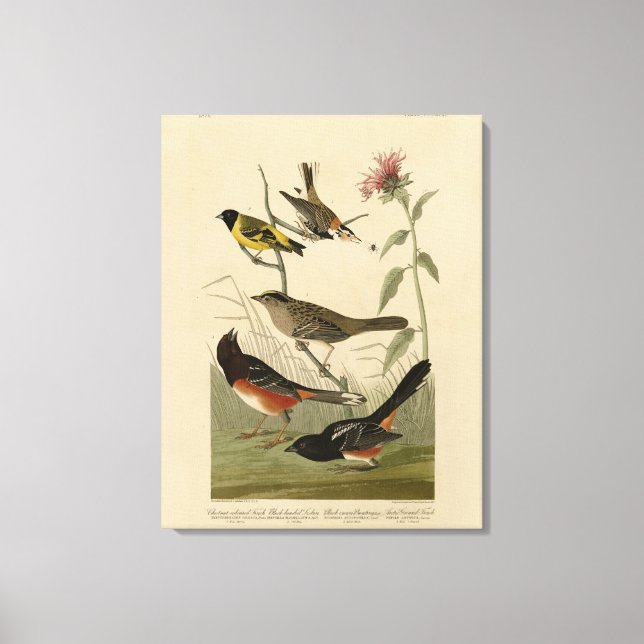 Lienzo Finch, Towhee, Sparrow, los pájaros de América de  (Anverso)