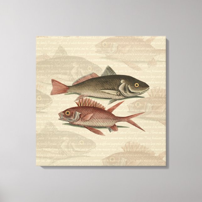 Lienzo Fish Red Perch Fisher Art (Anverso)