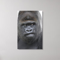 Flachlandgorilla, Gorila