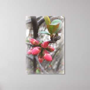 Lienzo flamante membrillo