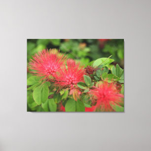 Lienzo Flame árbol mimosa florece tela estirada