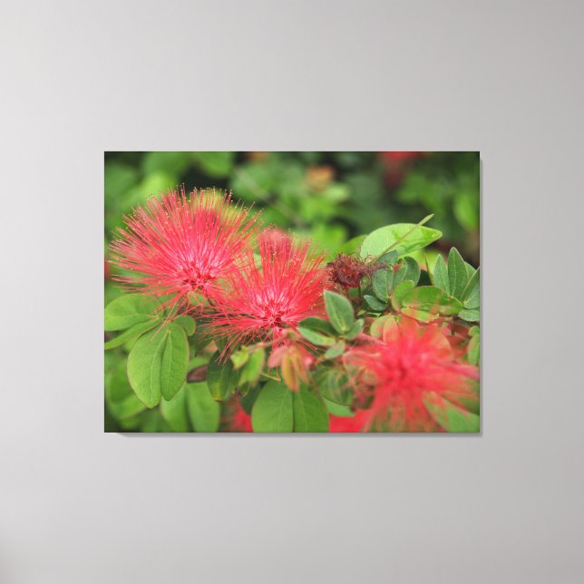 Lienzo Flame árbol mimosa florece tela estirada (Anverso)