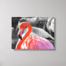 Lienzo Flamingo Bird Photography