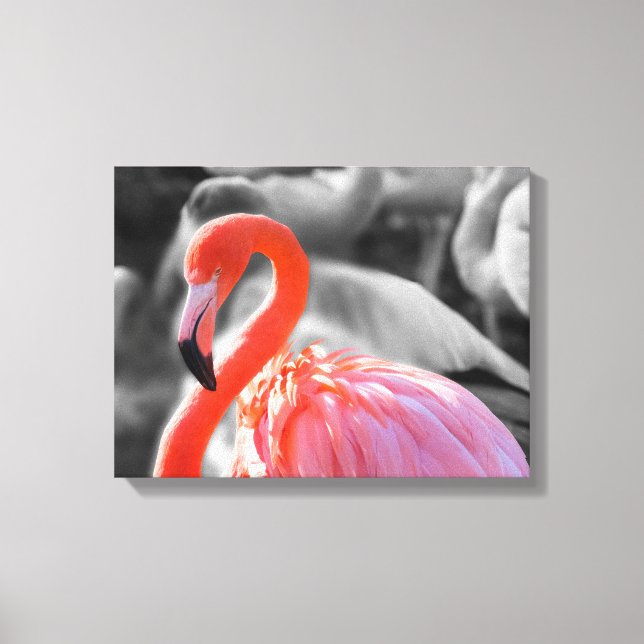 Lienzo Flamingo Bird Photography (Anverso)