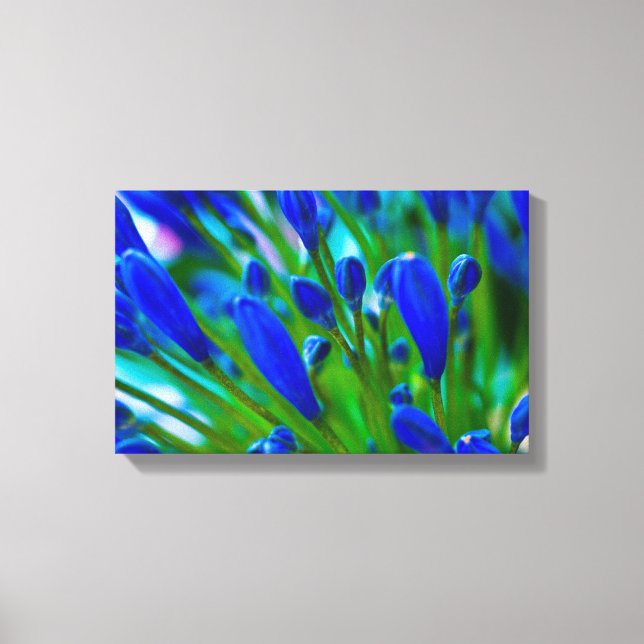 Lienzo Flor azul Agapanthus (Anverso)