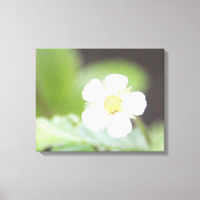 Lienzo Flor blanca de fresa silvestre (Anverso)