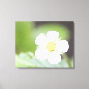 Lienzo Flor blanca de fresa silvestre