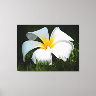 Lienzo Flor blanca de Hawaii del Frangipani del Plumeria