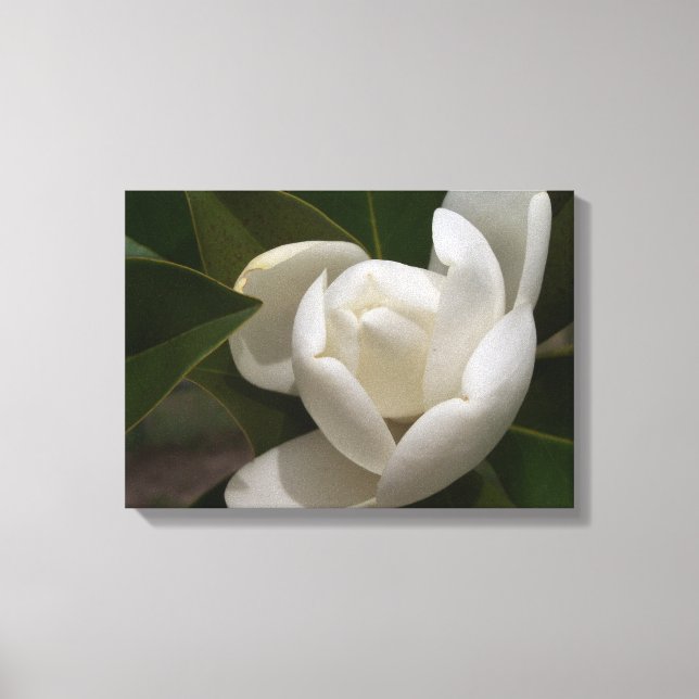 Lienzo Flor blanca de magnolia del sur (Anverso)