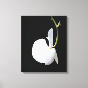 Lienzo Flor blanca en lona envuelta negro