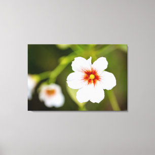 Lienzo Flor blanca simple hibiscus