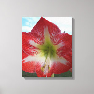 Lienzo Flor blanca y roja de Amaryllis contra el cielo