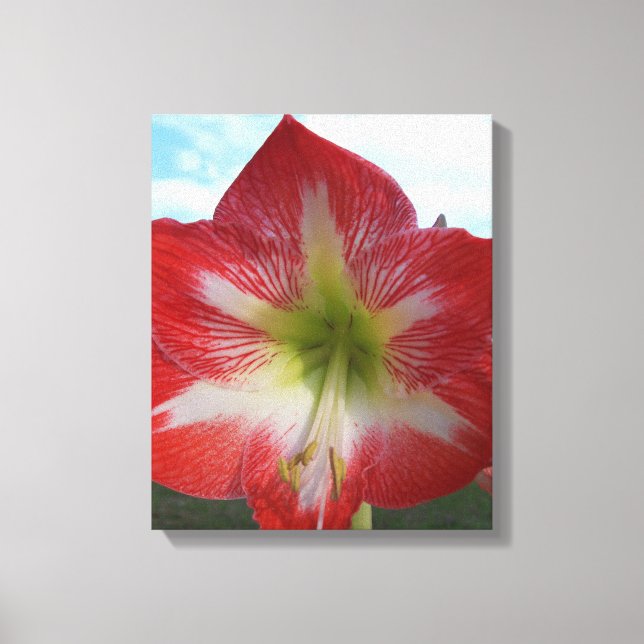 Lienzo Flor blanca y roja de Amaryllis contra el cielo (Anverso)