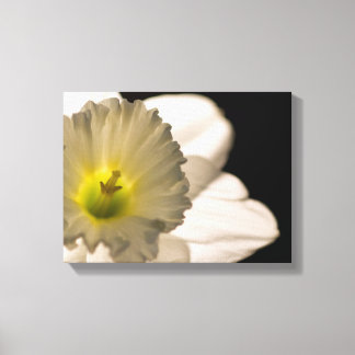 Lienzo Flor Daffodil Blanco iluminada