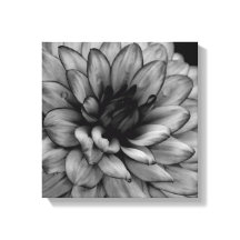 Flor Dahlia