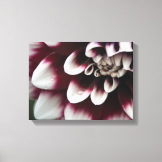 Lienzo Flor Dahlia roja y blanca
