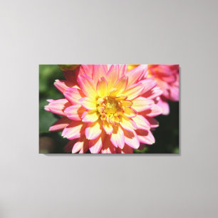 Lienzo Flor Dahlia rosa caliente y amarilla