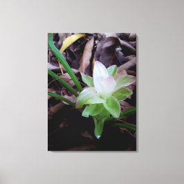 Lienzo flor de açafrão da-terra